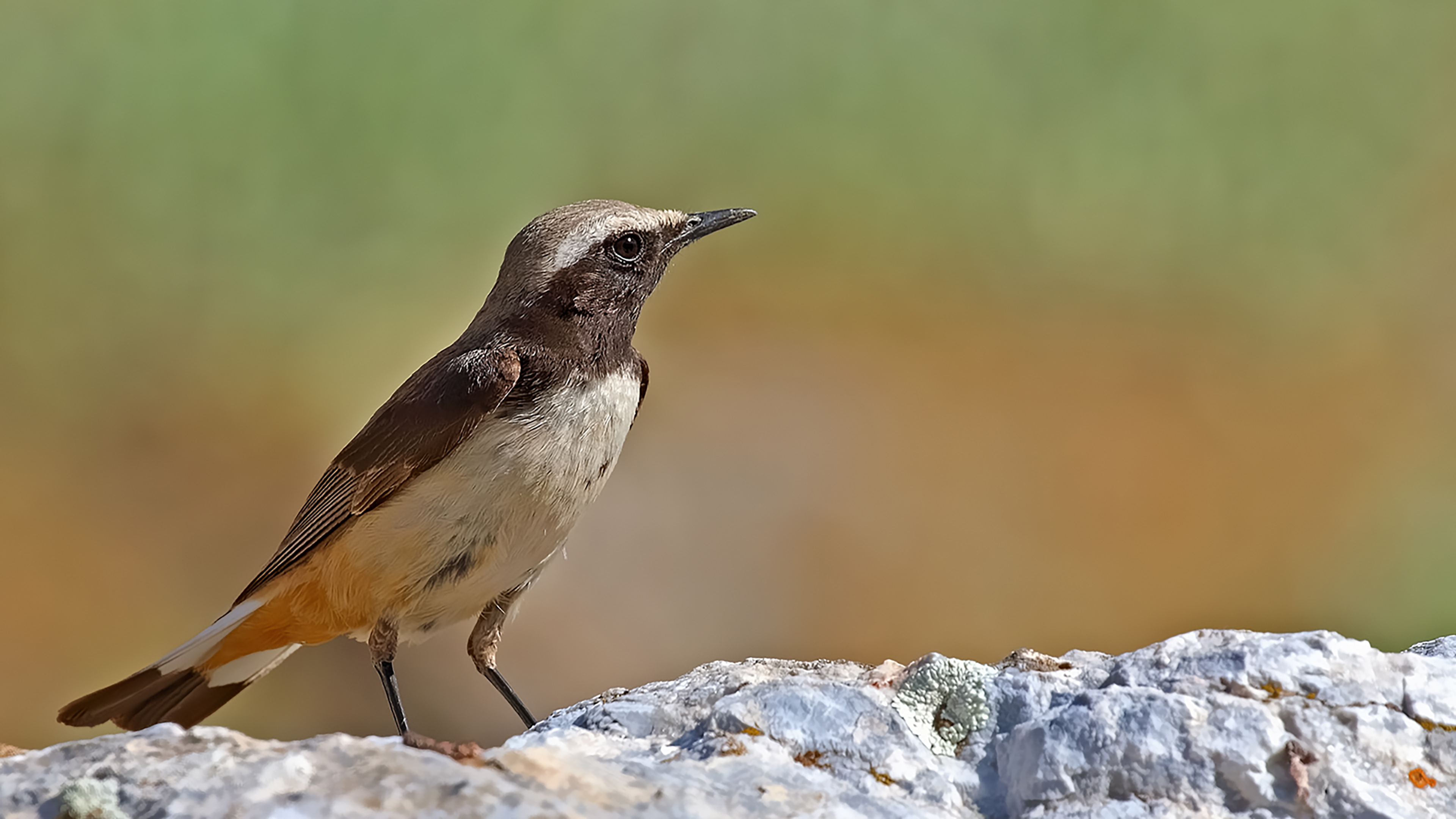 Kurdish Wheatear